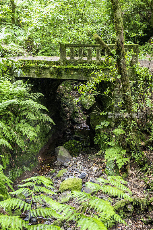 森林景观沿Vereda dos Balc?es在马德拉岛山